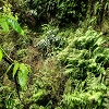 Plants: image 85 Of 208 Thumb